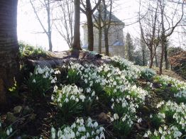 Rococo Garden Painswick Snowdrops in the Cotswolds